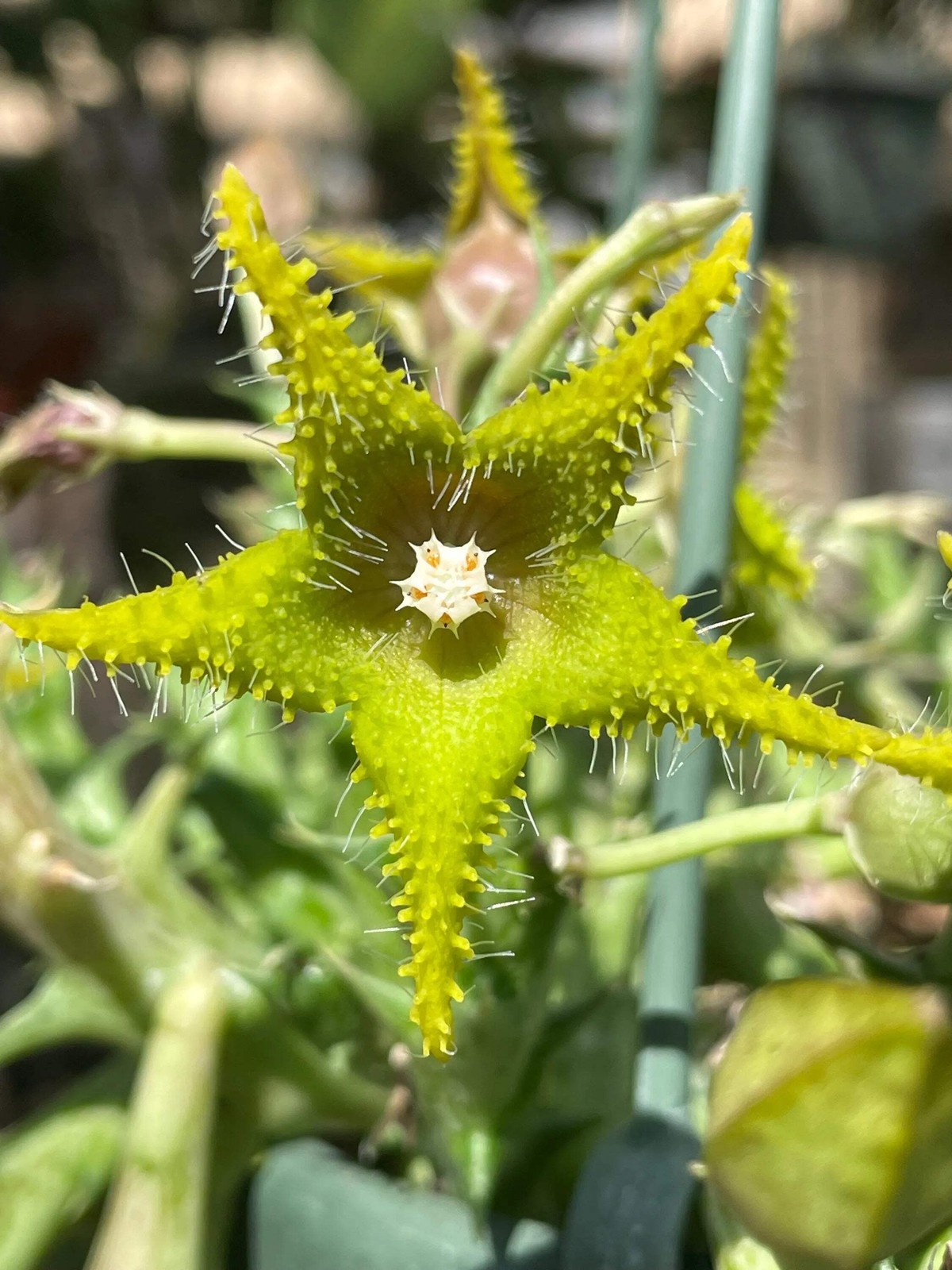 Orbea Dummeri Rooted In 3.5″ Pot – RARE! +1 Inch Lemon-Yellow Flowers!
