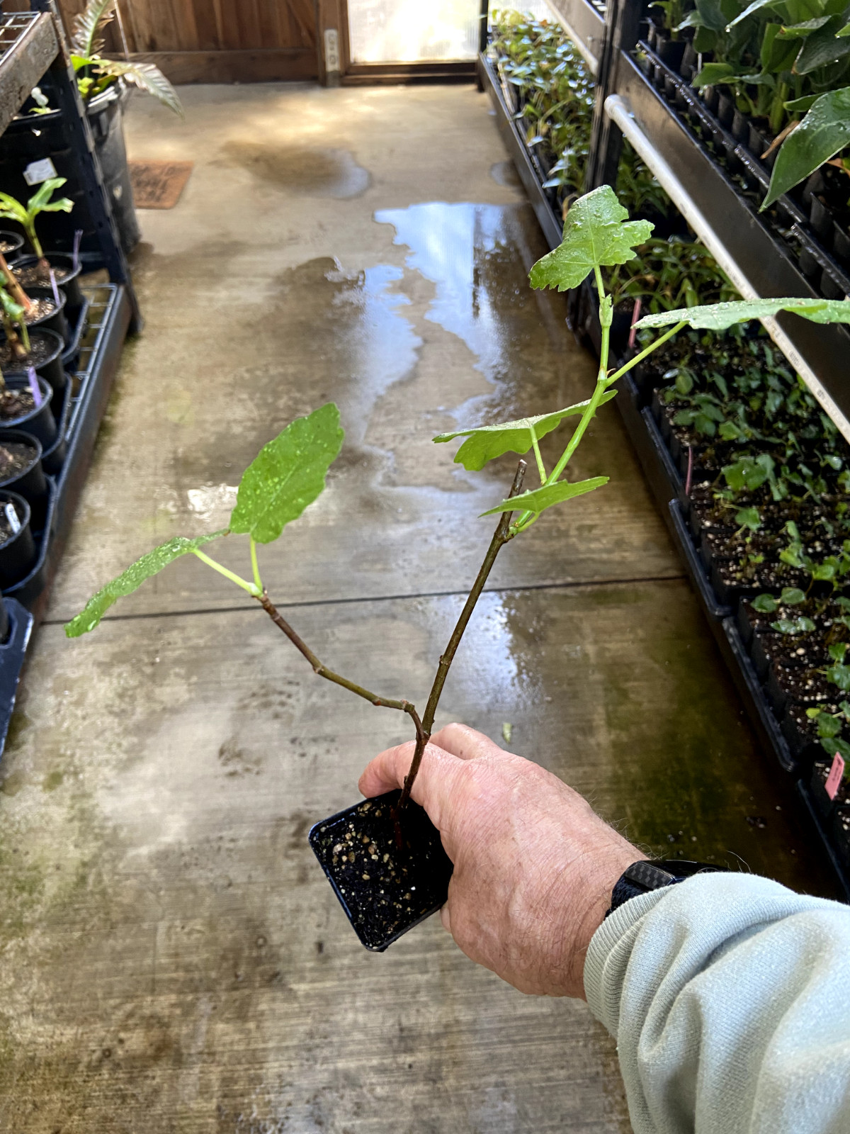 Fig Tree – ‘Magnolia’ – Fruiting Fig Tree – Ficus Carica