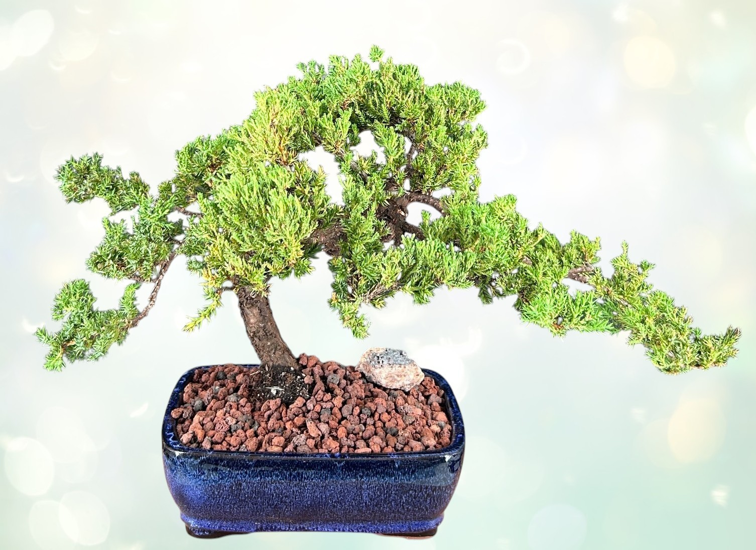 Juniper Bonsai Tree Live Plant Procumbens Nana Evergreen Outdoor Finished 13″H