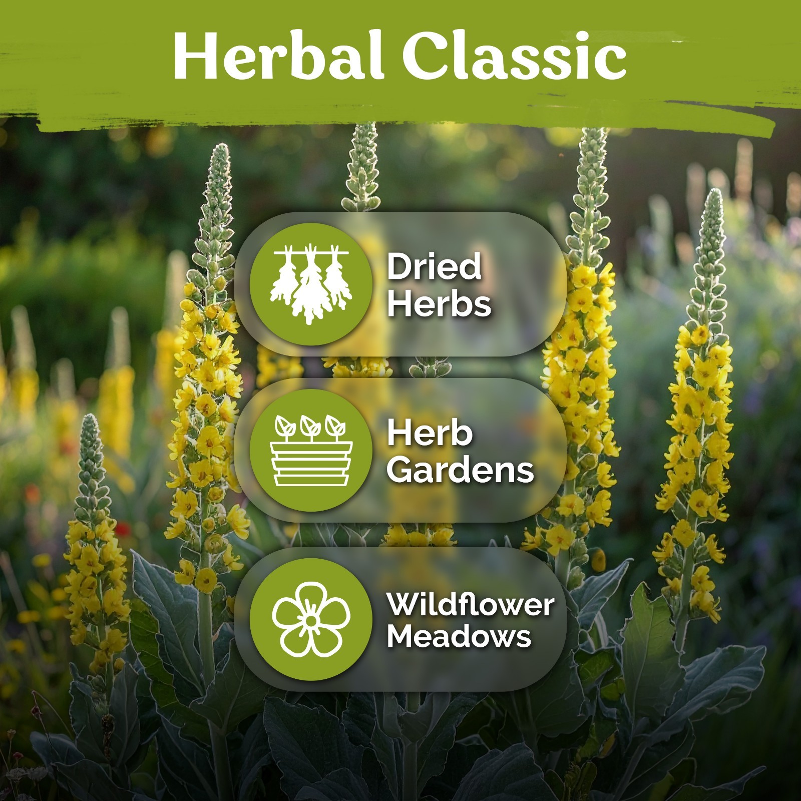 KVITER 3,000 Mullein Seeds (Verbascum Thapsus), 2 Pack
