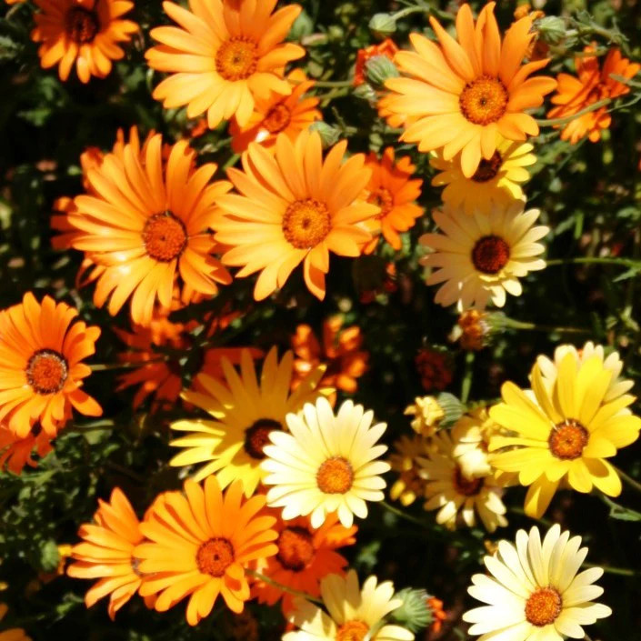 African Mix Daisy Seeds | Cape Marigold Rain Namaqualand Orange Flower Seed 2025