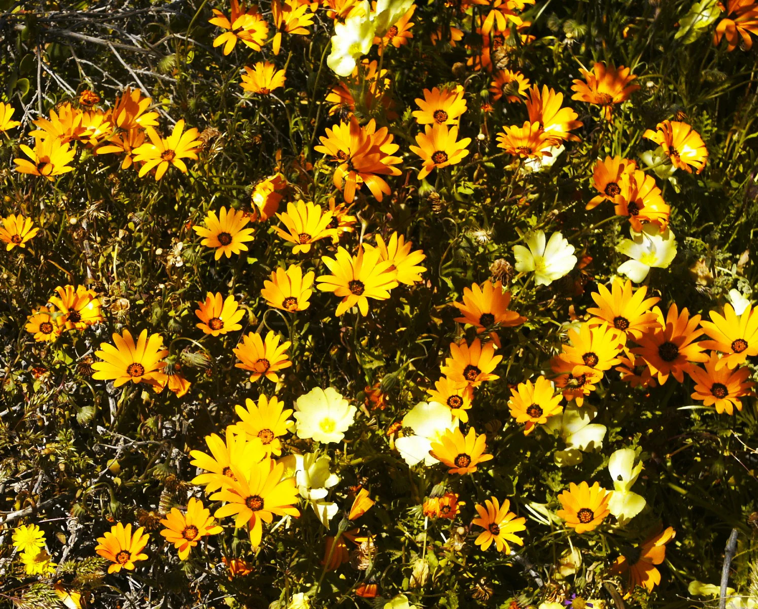 African Mix Daisy Seeds | Cape Marigold Rain Namaqualand Orange Flower Seed 2025