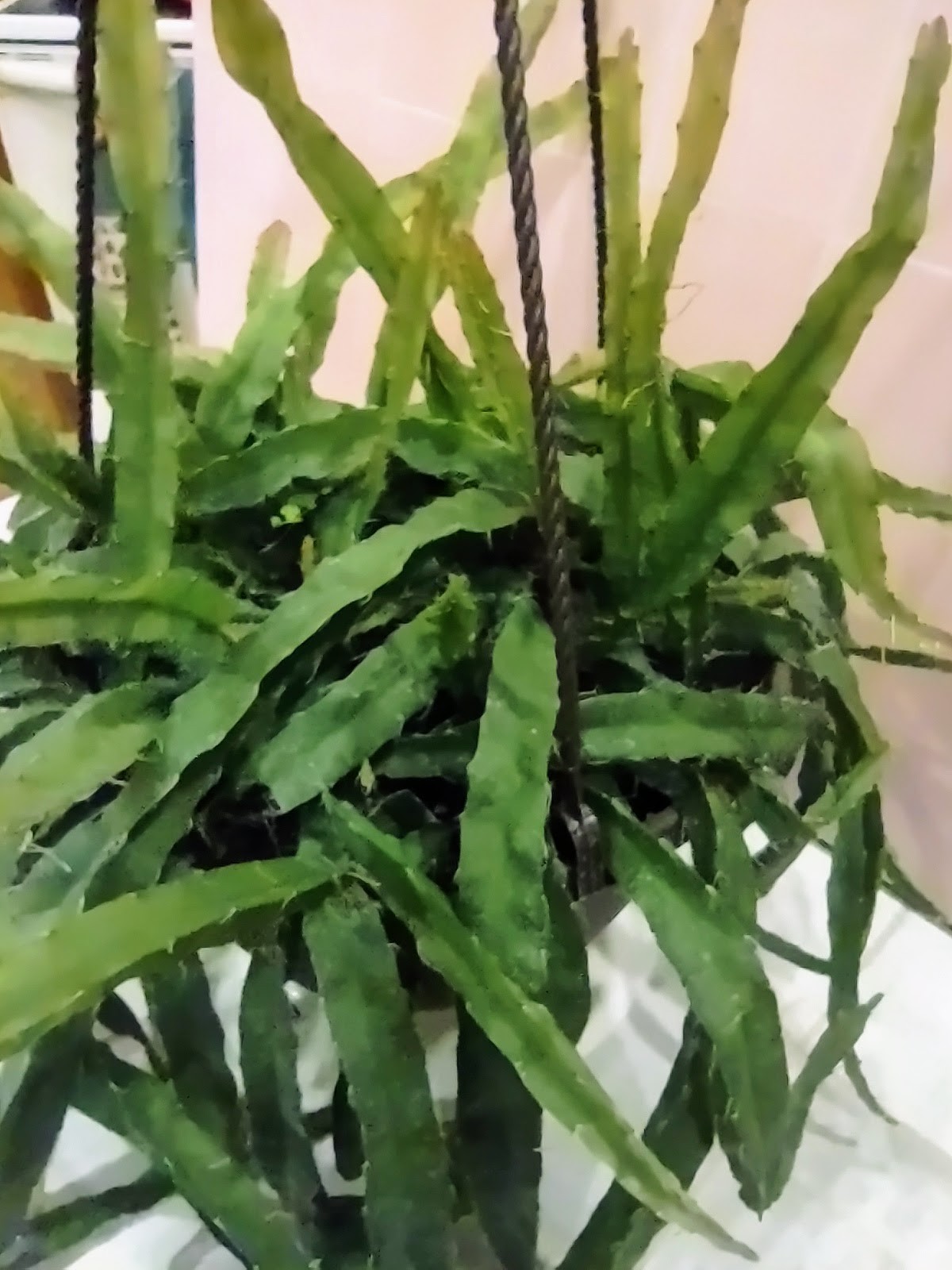 Lepismium cruciforme (Hurricane Cactus) – Flat Form Cutting, Unrooted Easy Grow