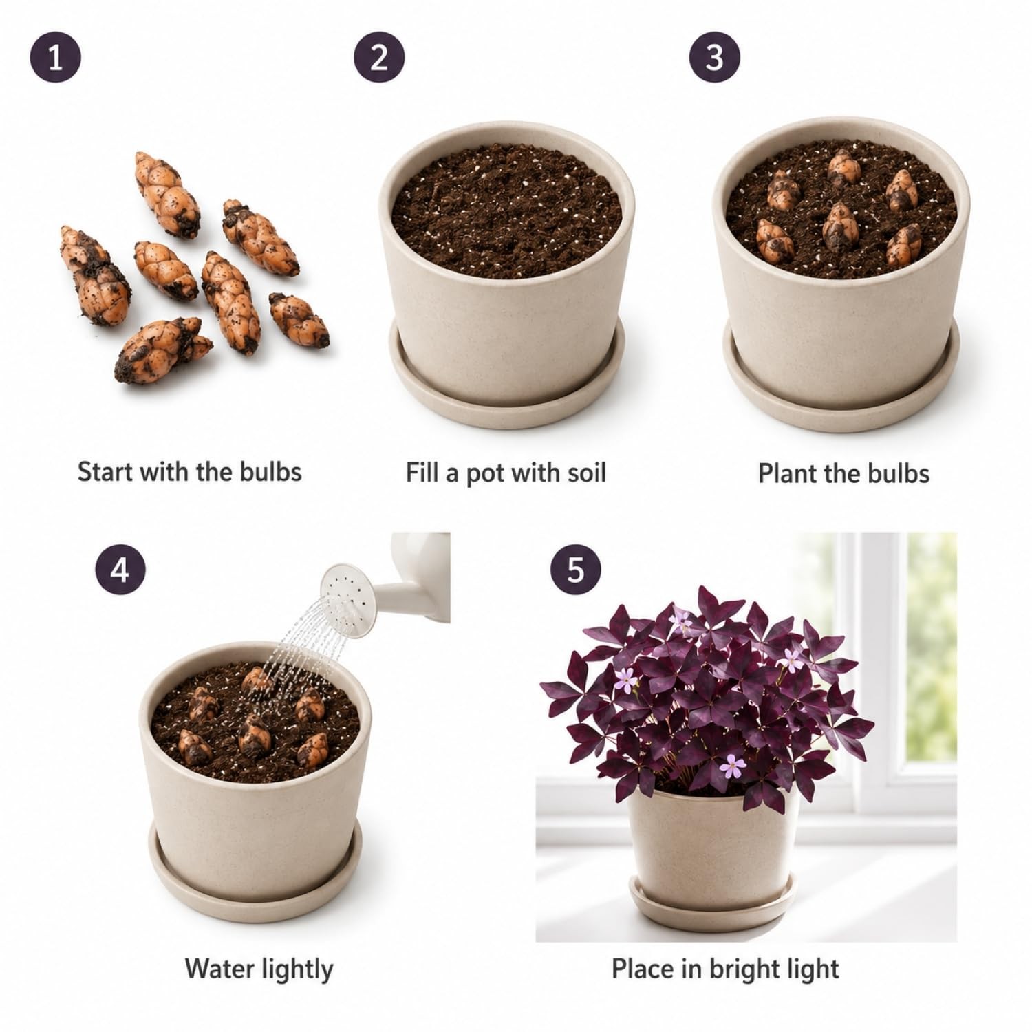 Pack of 24 Purple Shamrocks Bulbs, Oxalis Bulbs for Planting,