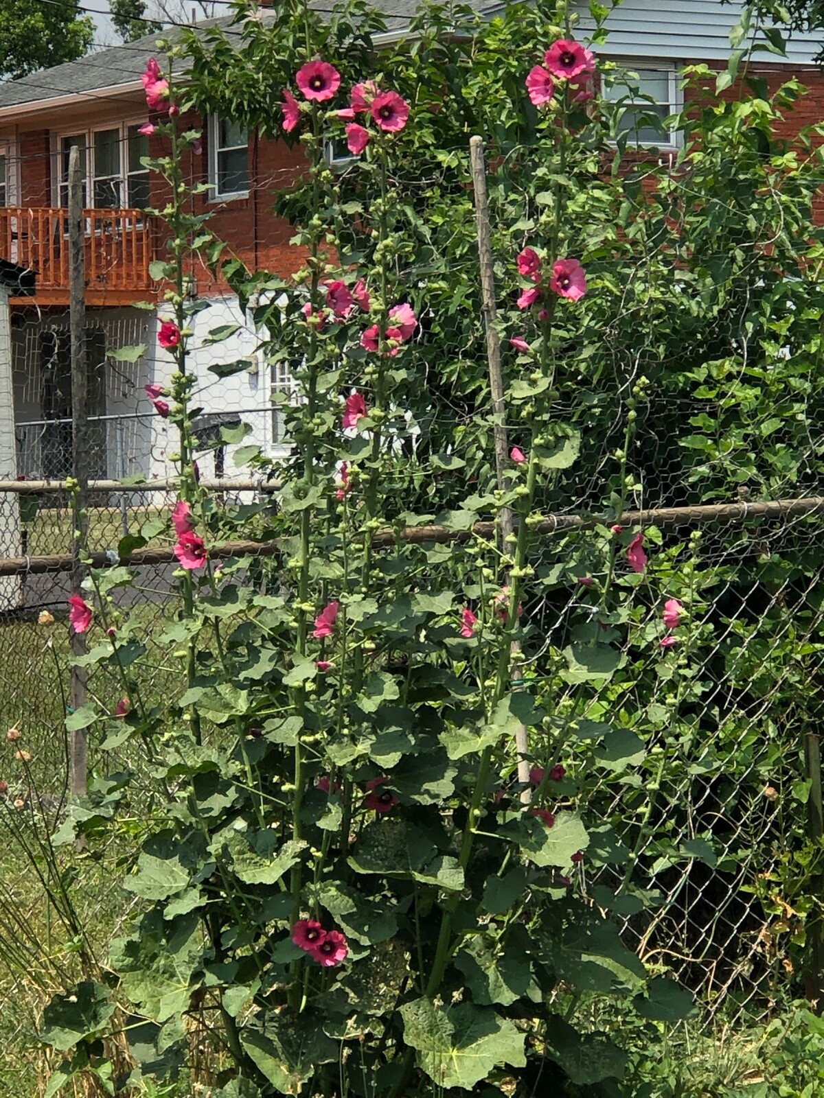 FRESH SEEDS Heirloom Old Fashion HOLLYHOCK Single Color Mix*Organic*Pollinators!