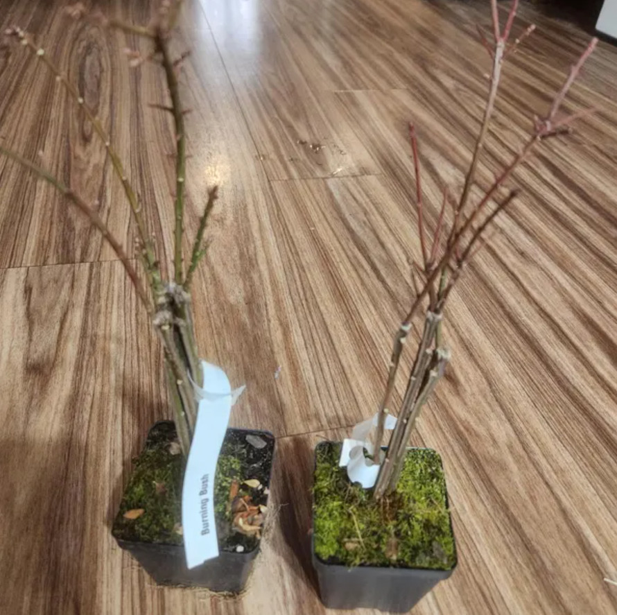 Dwarf Burning Bush – Live Plant in 4″ Pot (8–14″ Tall) – Hardy Shrub