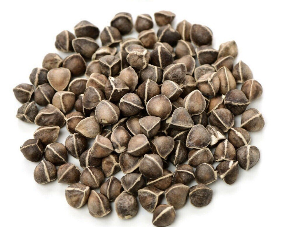 100+ SEEDS Organic Moringa | Malunggay SEEDS for Planting