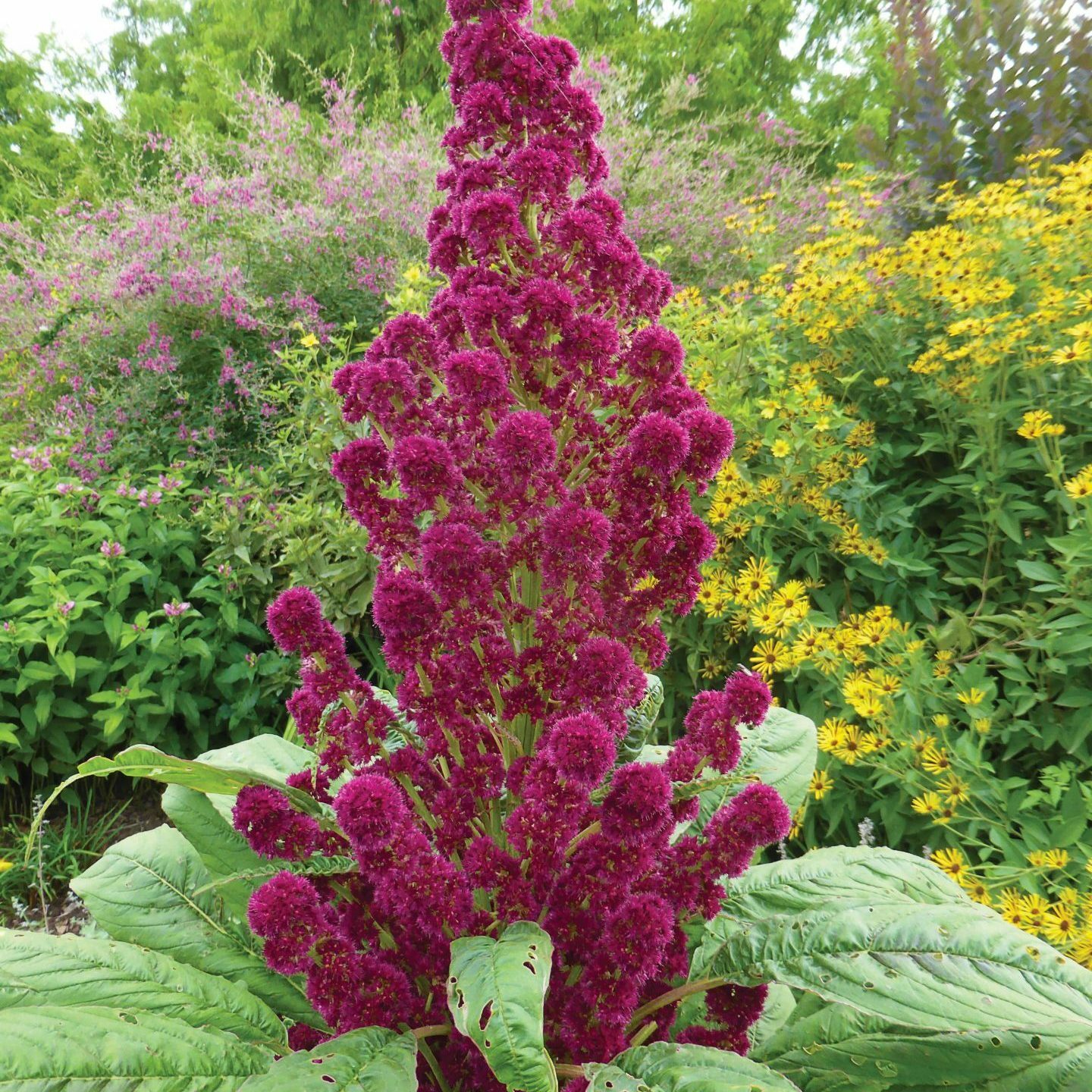 250 AMARANTH “RED GARNET” SEEDS FRESH US SELLER GARDEN SHIPS FAST
