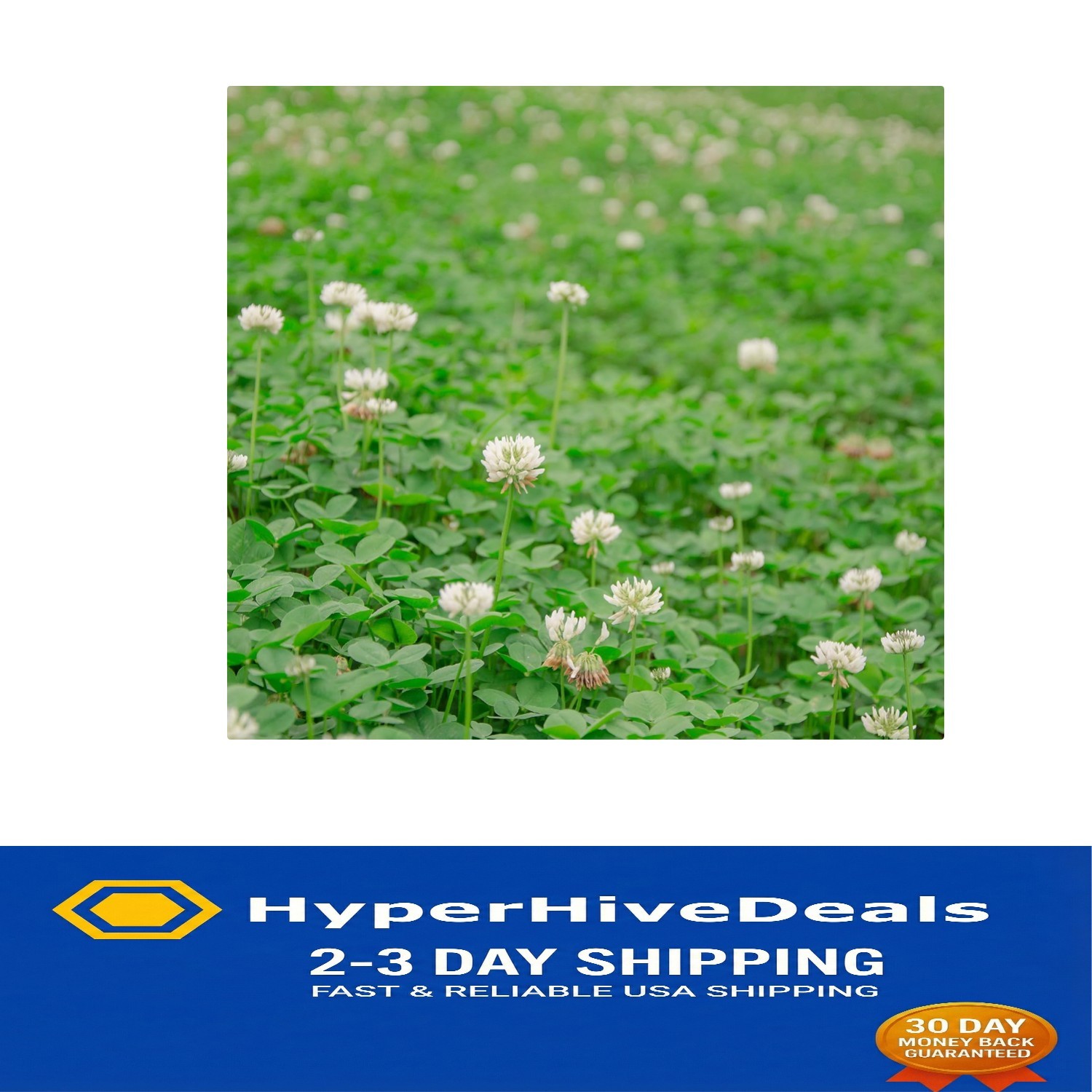 Quick-Germinating White Clover Seed – 1/4 lb for Lush Lawns & Erosion Control