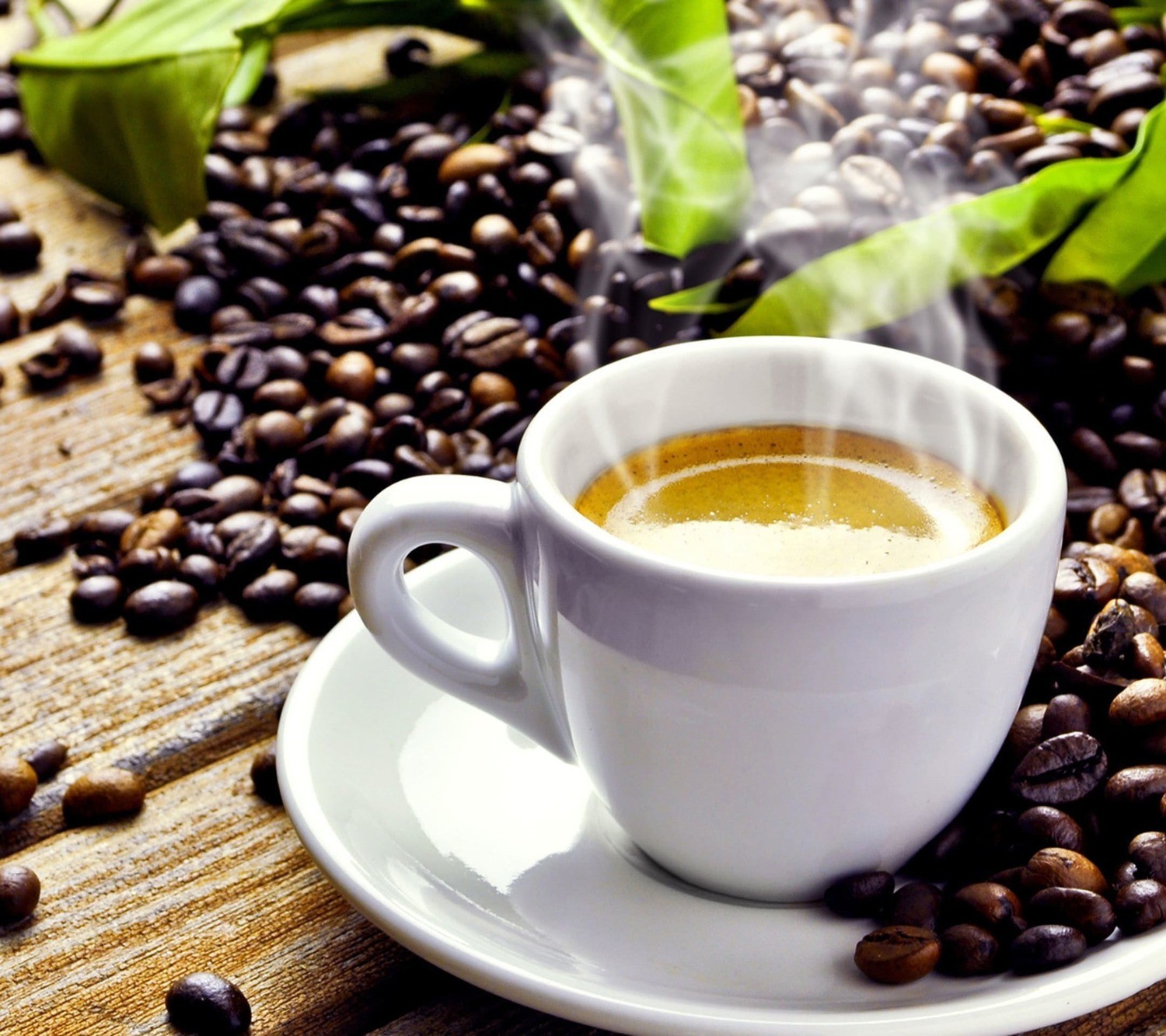 Haitian Plateau Blue Pine Coffee Bean Tree Seeds (25) / Fantastic / Super Rare