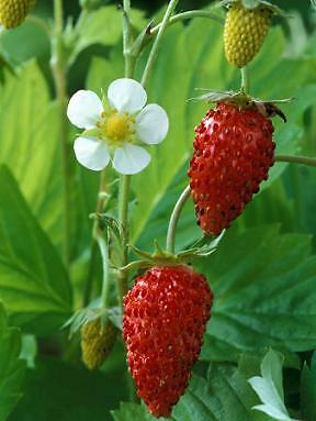 Strawberry vesca var vesca 500 seeds