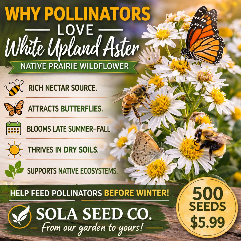 White Upland Aster Seeds Native Pollinator Wildflower 500 Seeds FREE Ship USA