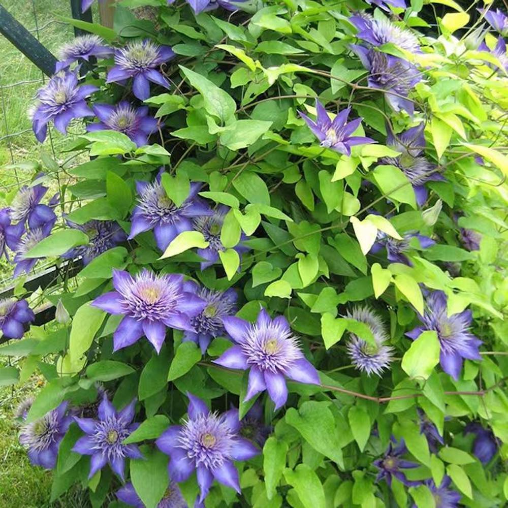 (10) CLEMATIS SEEDS rare exotic climber flower vine garden USA SELLER W/TRACK