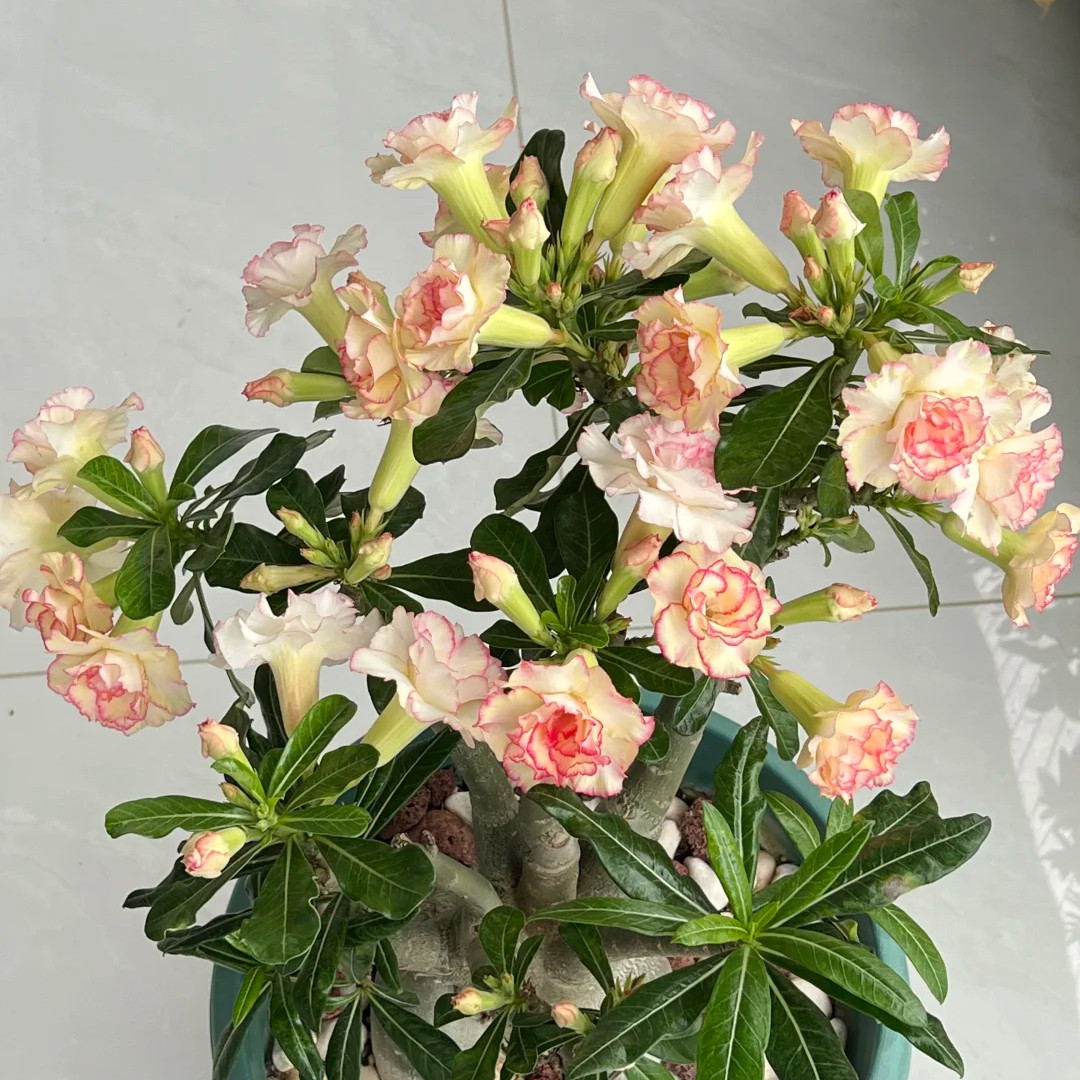 Rooted Bare Root Desert Rose, Easy Growing Indoor Patio Potted Decor