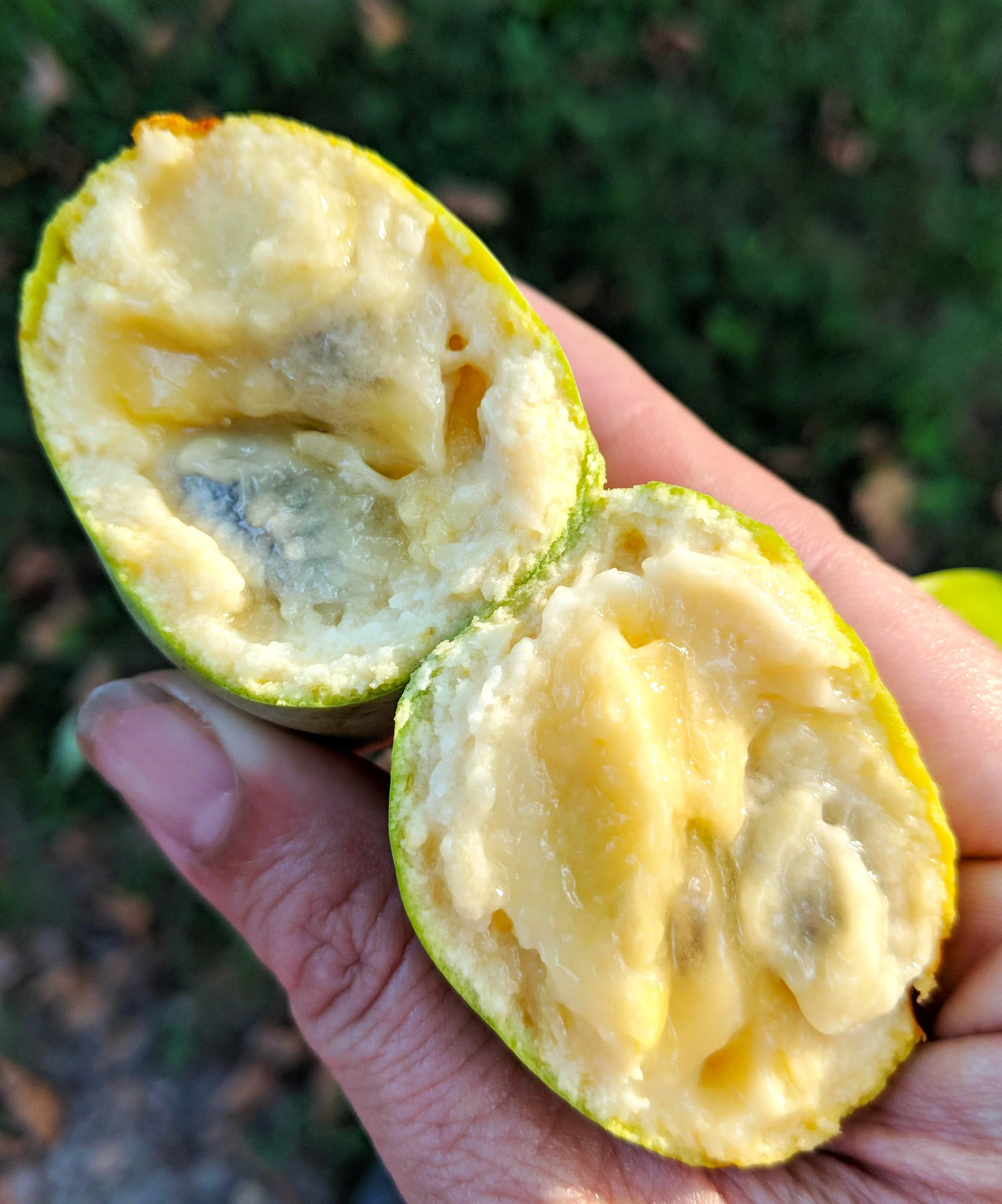 Paw Paw Tree Seeds – For 2026 Planting Asimina Triloba North American Custard