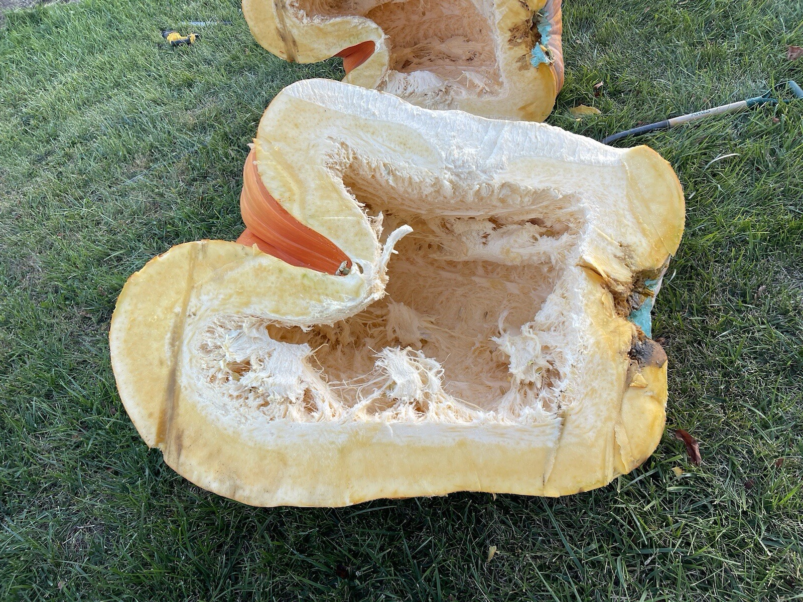 Atlantic Giant Pumpkin Seeds 1305 McMillin’24 (1783 New x 1109 McMillin)$25