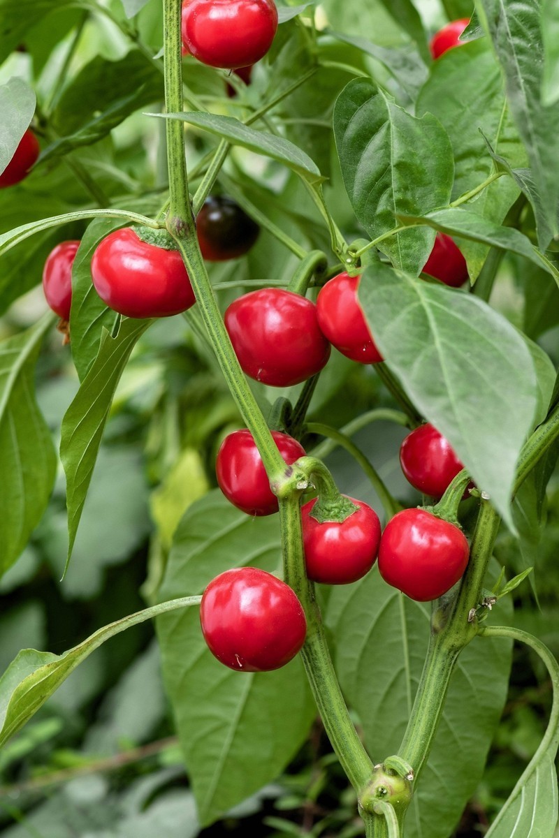 50 Cherry Bomb Sweet Pepper Seeds| Heirloom (RARE VARIETY)- FREE SHIPPING!