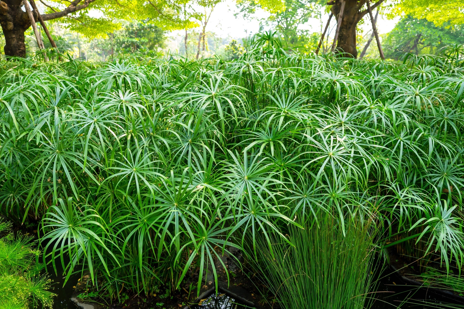 50 UMBRELLA PALM TREE Cyperus Involucratus Papayrus Sedge Seeds *Flat S/H
