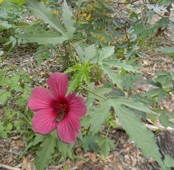 One Dozen Seeds: October Roses, Monarch Rose Mallow, Ruby Hibiscus