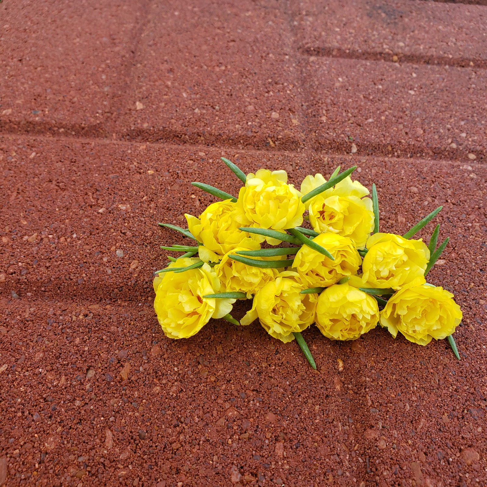 Moss Rose ( Portulaca Grandiflora ) , Neon Yellow , 10 unrooted Cutting #10