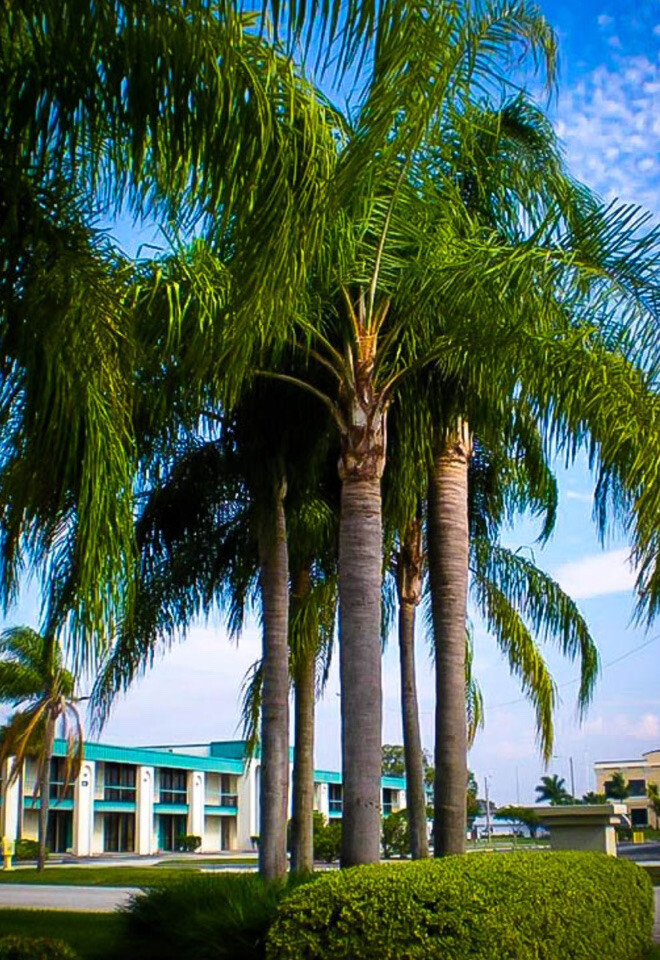 Queen PALM TREE LIVE PLANT WELL-ROOTED 2-Year-Old