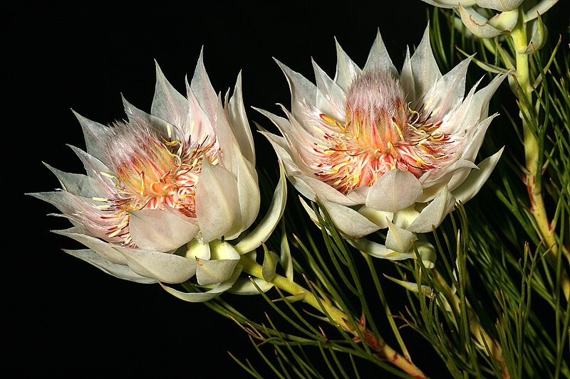 Serruria florida seeds (Blushing Bride) RARE high quality source (5 seeds)