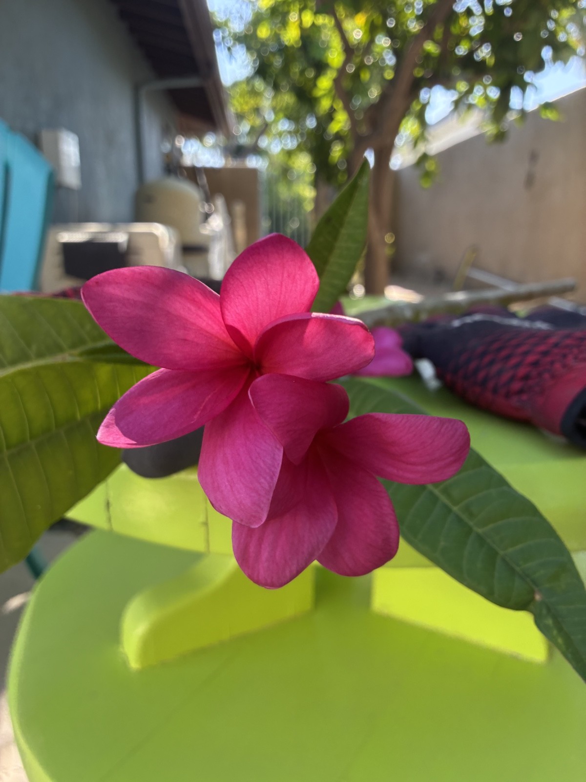 PLUMERIA CUTTINGS FOR SALE – pink, red & yellow- all sizes