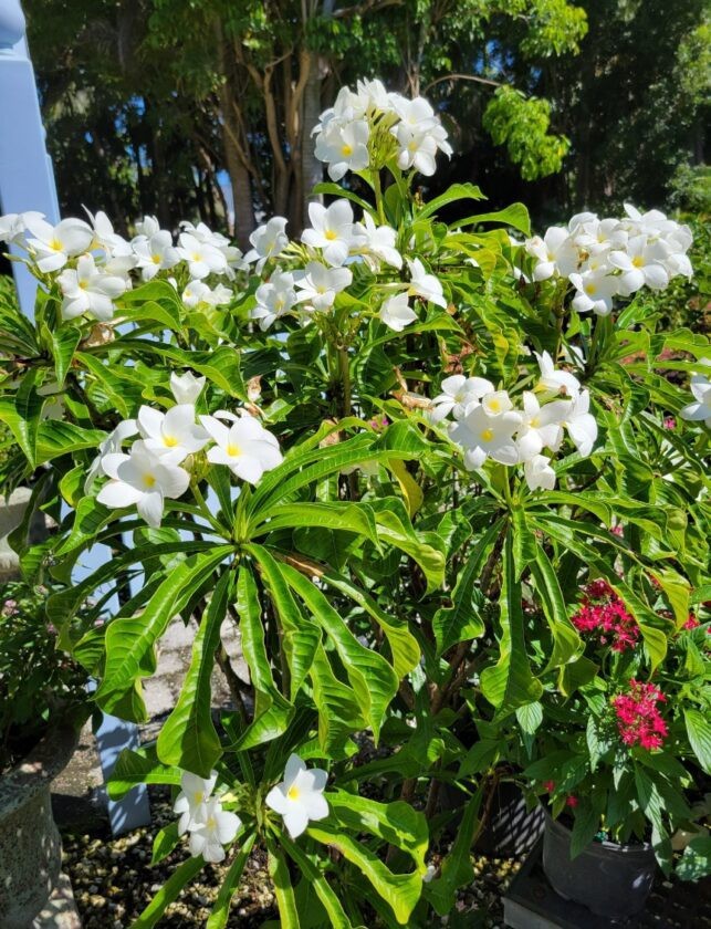 2 Fresh Unrooted Cuttings Bridal Bouquet Plumeria Pudica Plant- Frangipani 6-8”