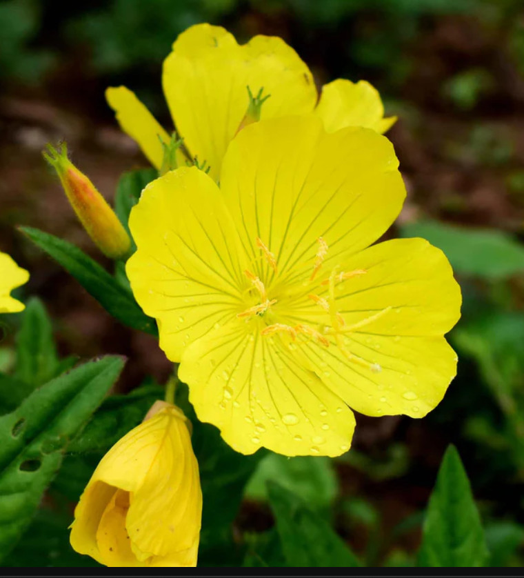 EVENING PRIMROSE Native Heirloom Oenothera Wildflower Yellow Non-GMO 1000 Seeds!