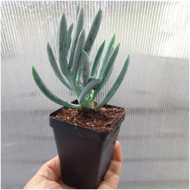 2 Blue Chalk Sticks Senecio Mandraliscae Succulent Plants Cuttings