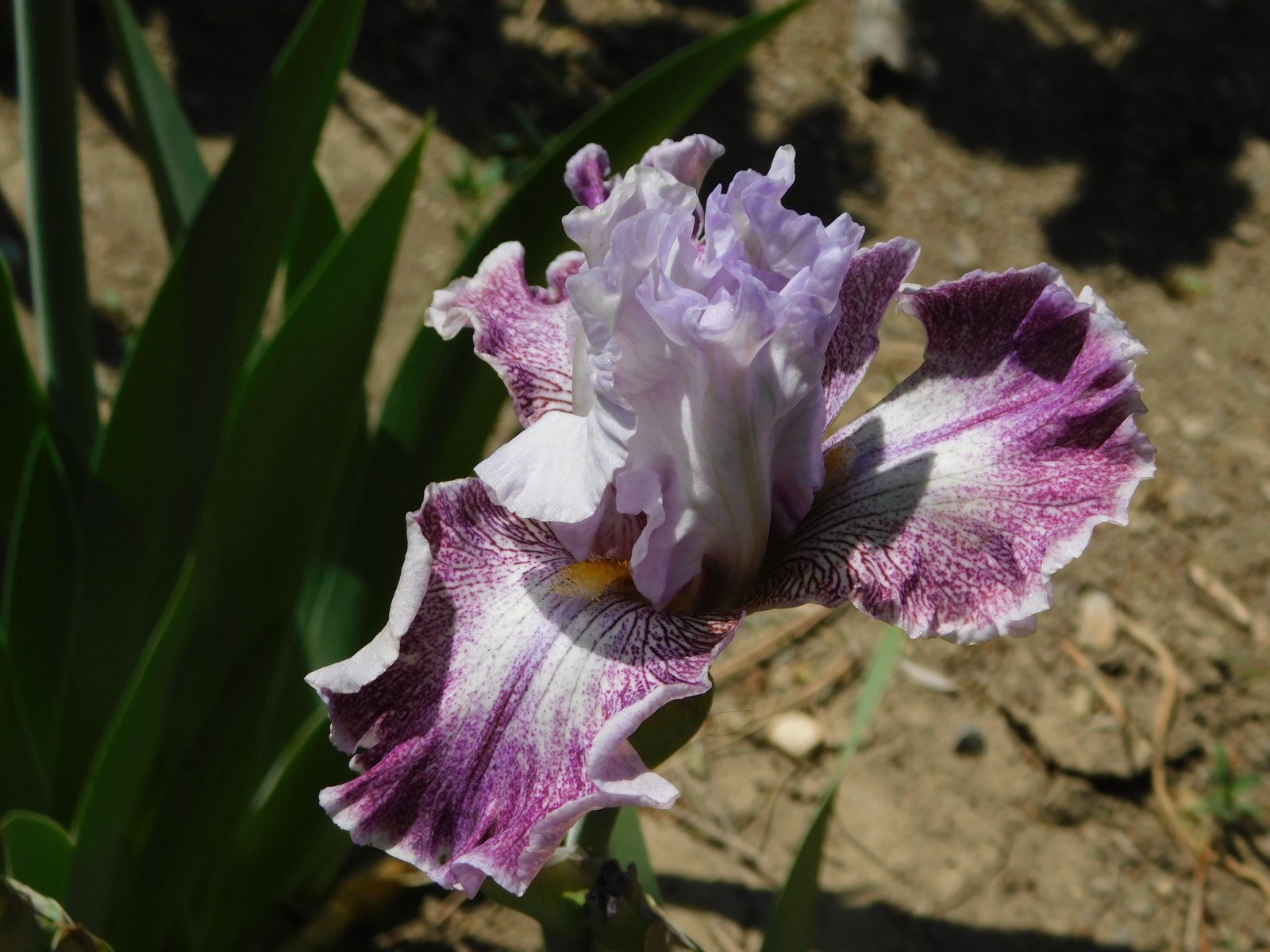 Tall Bearded Iris HI THERE GORGEOUS LOT B Freshly Dug