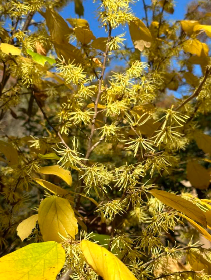 Live Witch Hazel Plant – Quart Pot – Hamamelis Tree for Garden & Fall Blooms