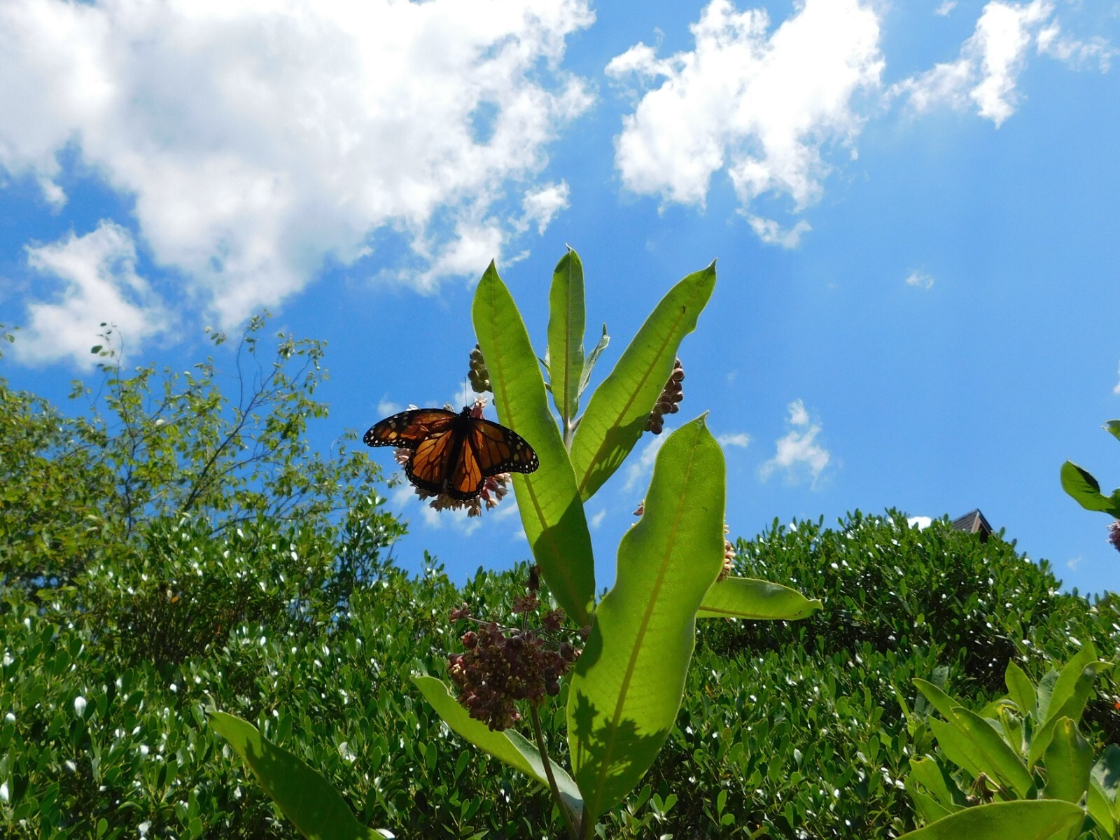 18 Common Milkweed Pods with Seeds, Asclepias Syriaca,2023 Fall Crop. Monarch H