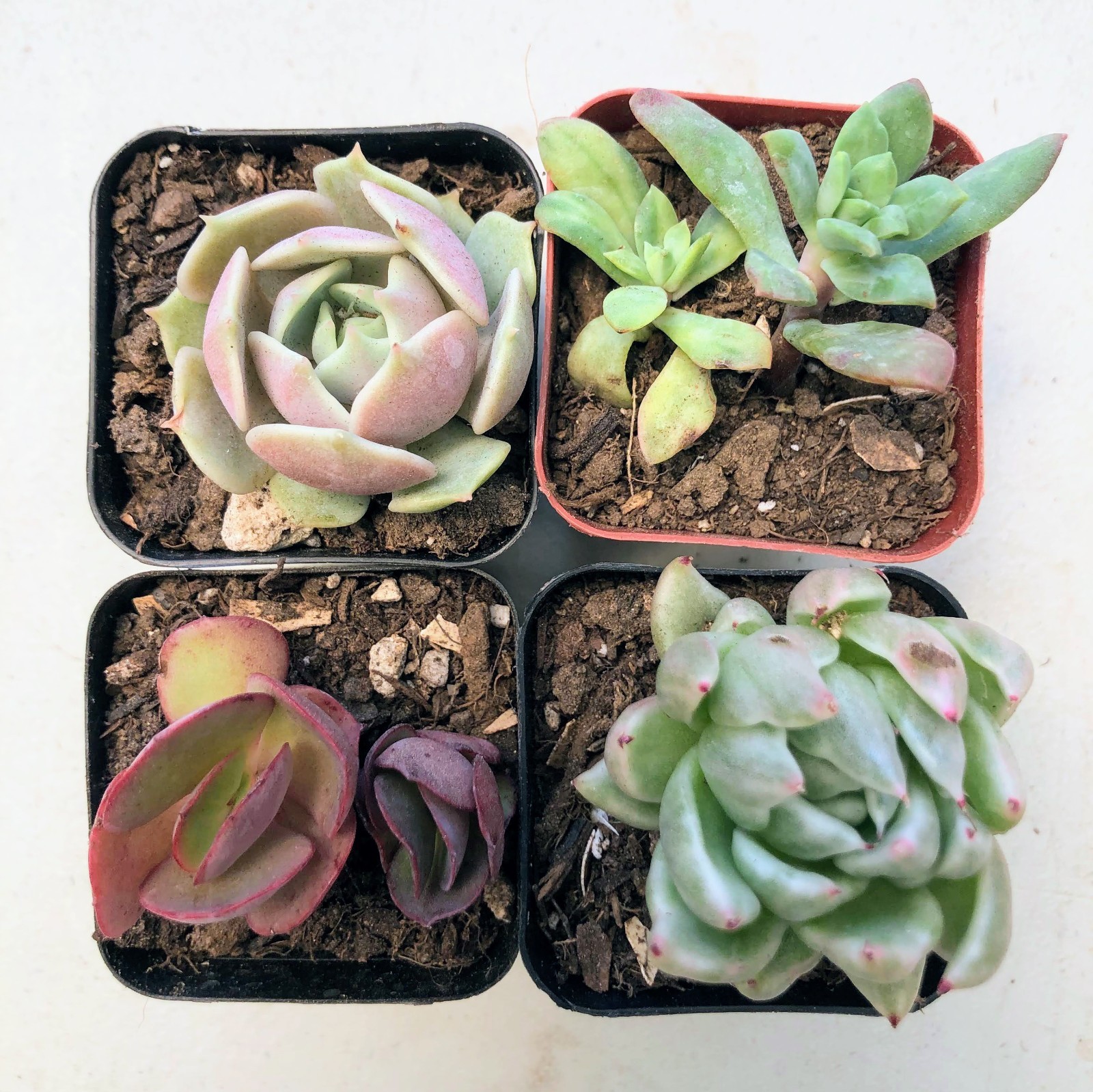 Echeverias 4 Variety– Each in 2″ or 4″ Pots Rosette, Vibrant Drought Succulents