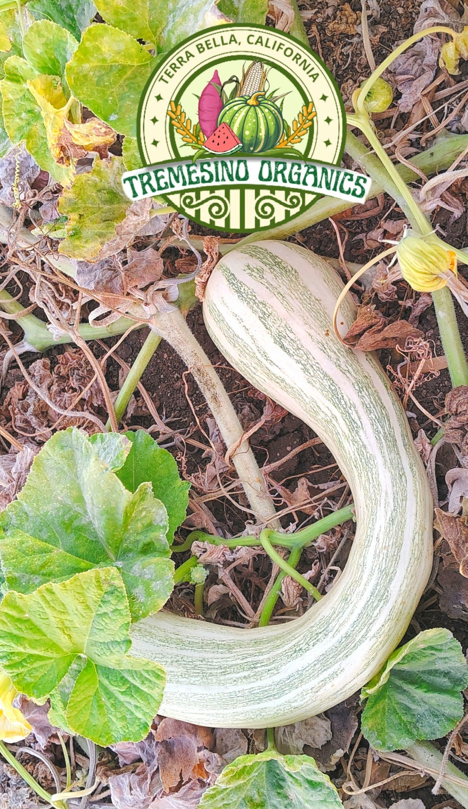 Organic Mexican Long Striped Squash 20 Seeds- Calabaza Mexicana, 20 Semillas