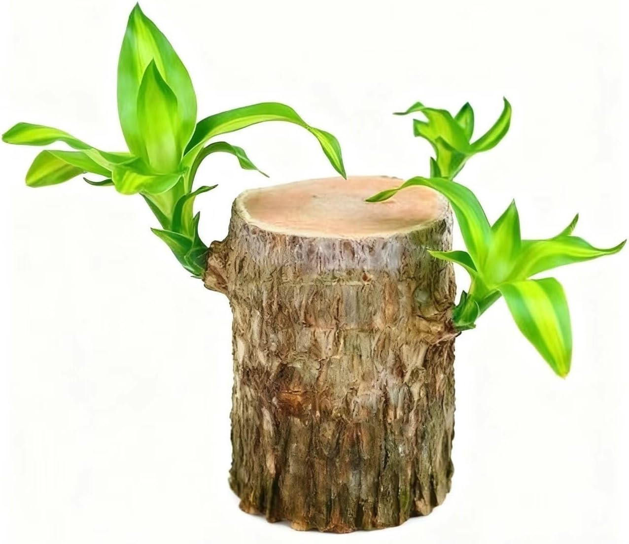 Brazilian Wood Plant Brazilian Lucky Wood Plant