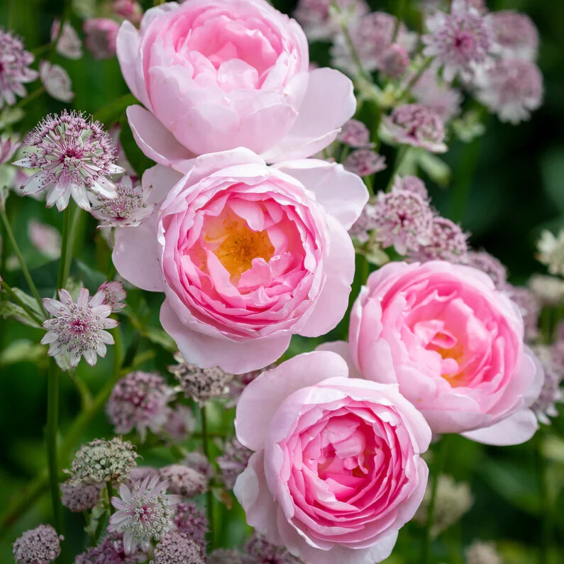(Ausland) David Austin Shrub Rose Scepter’d Isle Live Rooted Rose Plant 5″