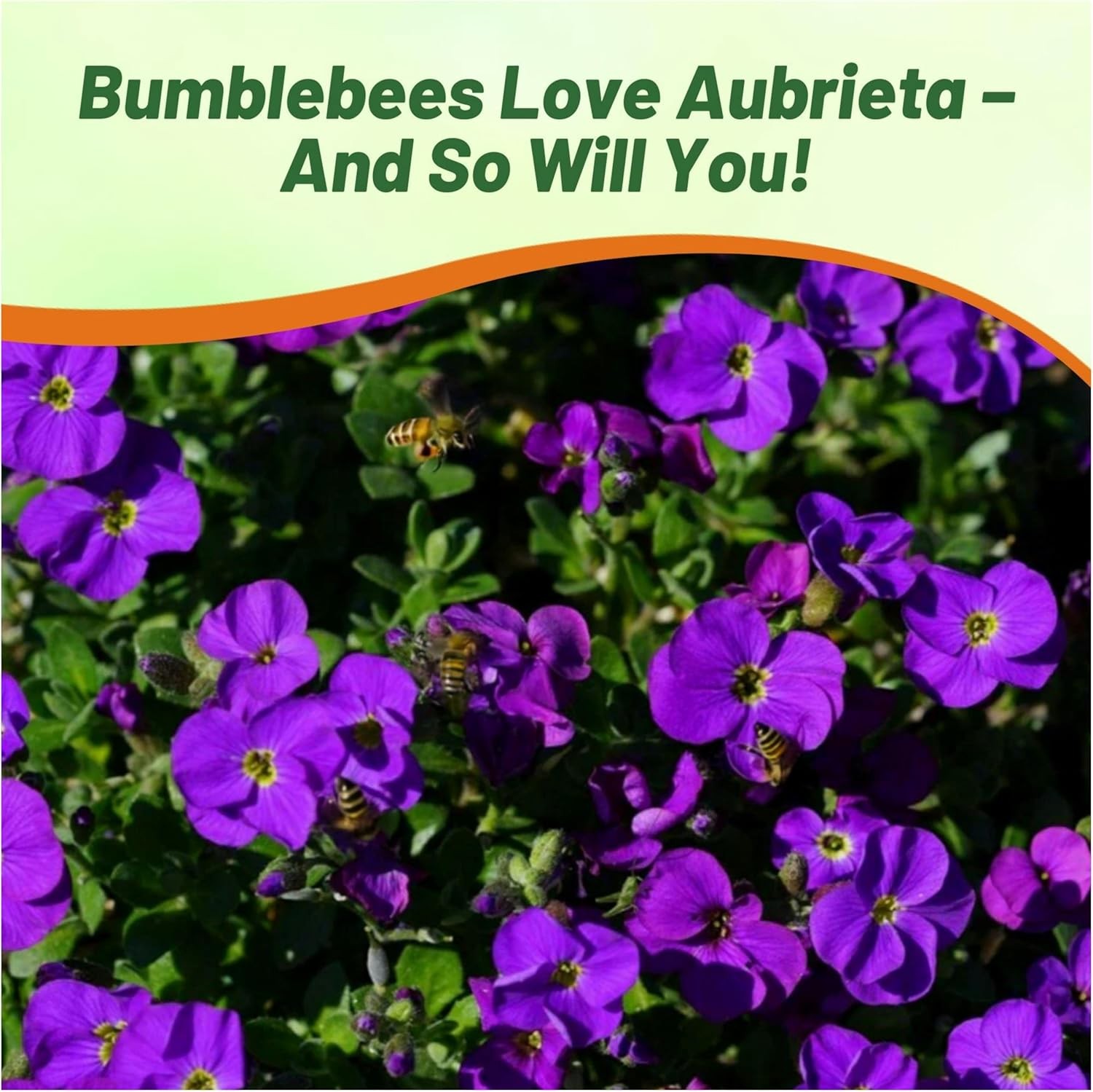 10000 Seeds Aubrieta Seeds – Rock Cress Ground Cover Plant Seed