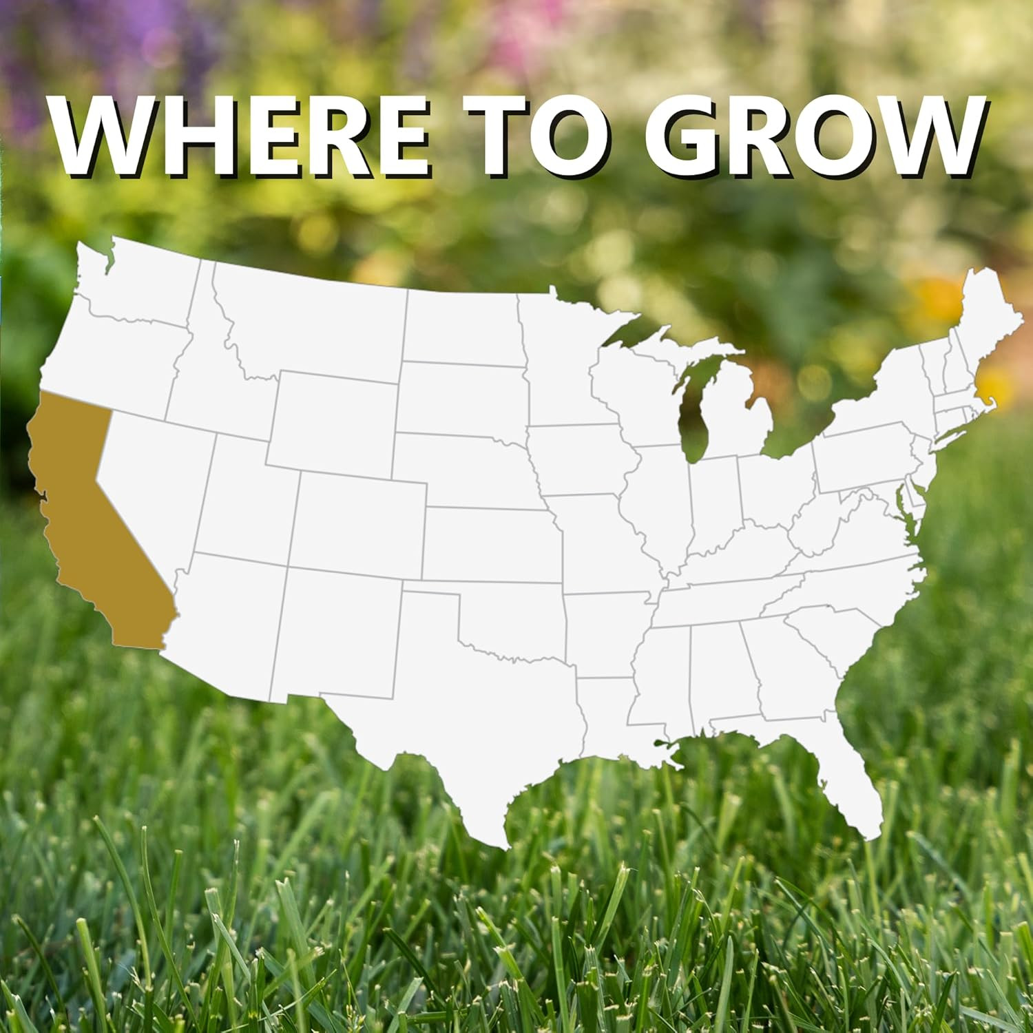 (10701) Black Beauty Golden State California Grass Seed (Made for California) –