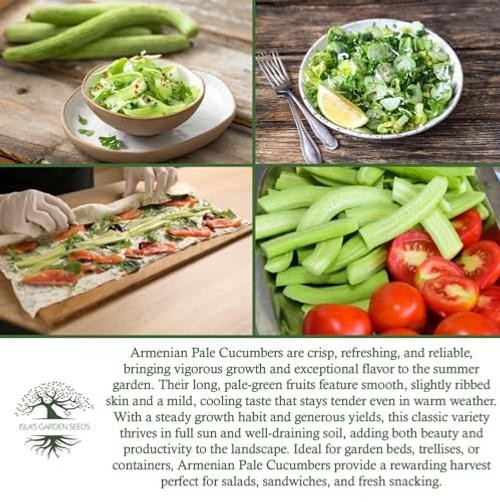 Armenian Pale Green Cucumber Seeds (Cucumis sativus) – 100+ Non-GMO & Heirloom