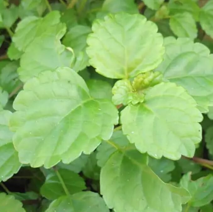 Green Swedish Ivy Live Plants -Size 3-8 Inches – Green Swedish Ivy Houseplant