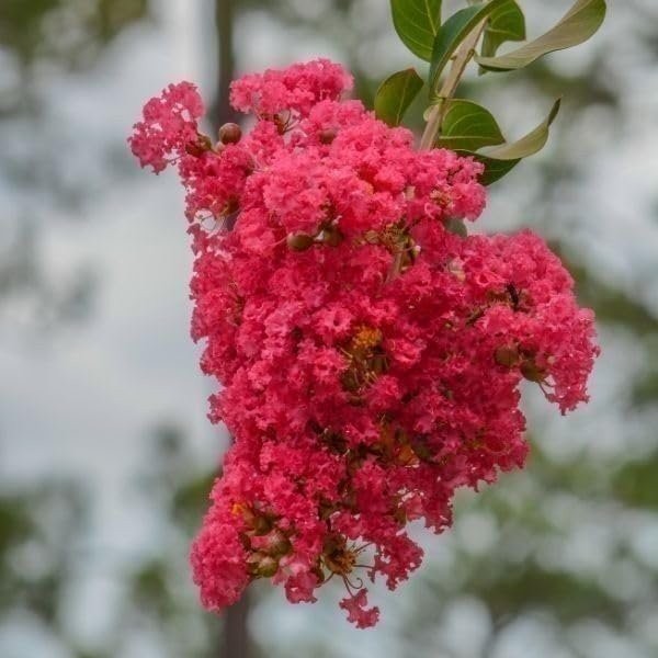 Crape Myrtle Dynamite Red | 2 Inch | Lagerstroemia indica | Flowering Tree