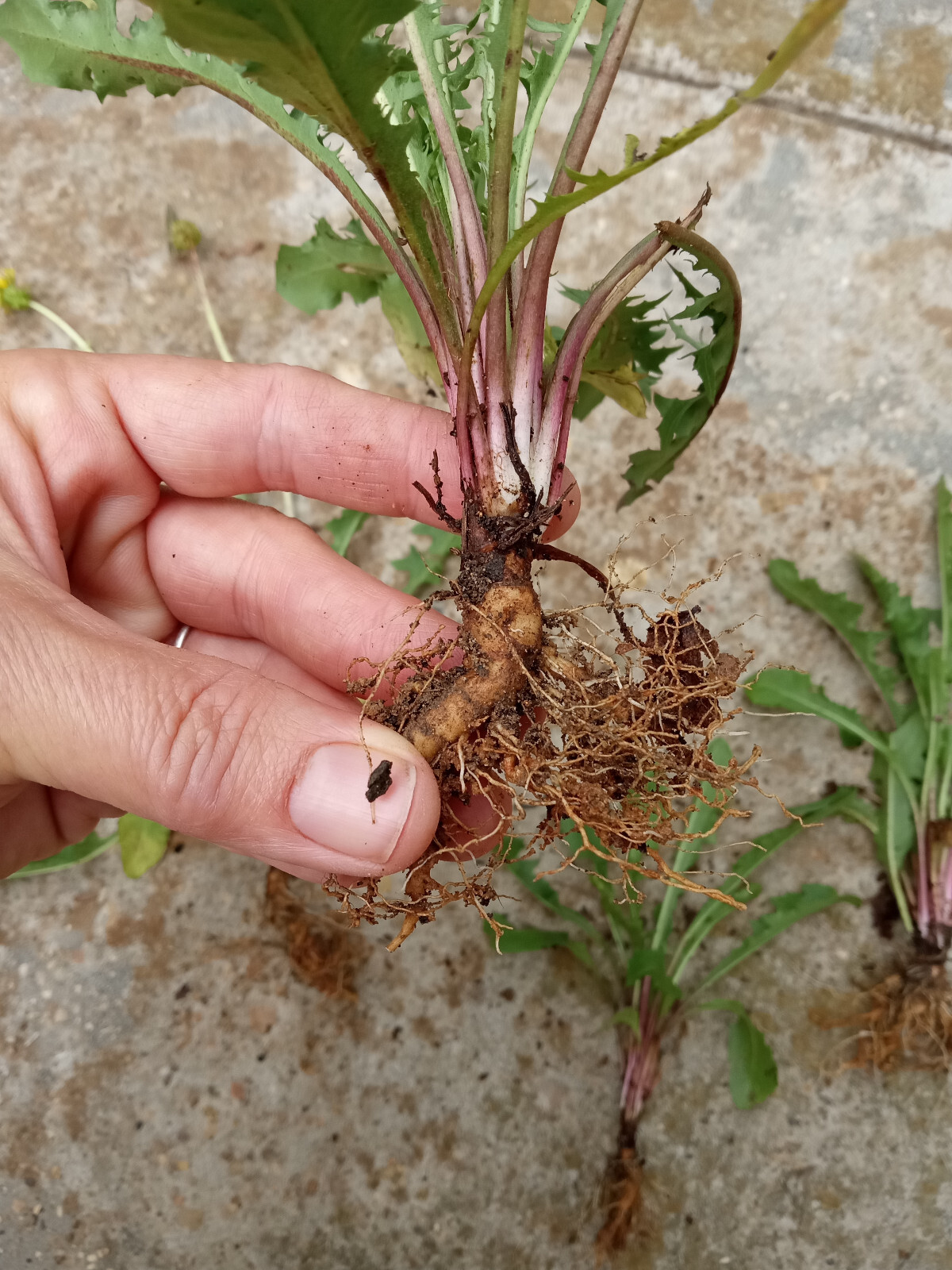 25 Fresh Wild Dandelion (Taraxacum officinale) Plant Tubers