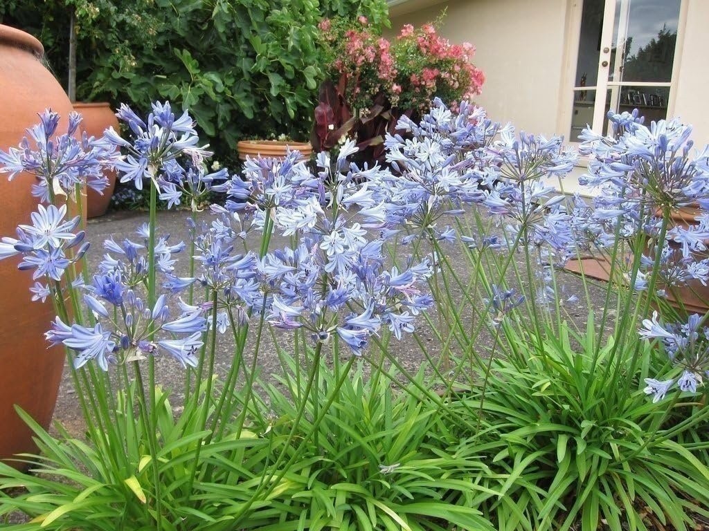 Agapanthus Lily of The Nile – 30 Live Plants – Blooming Ornamental Foliage