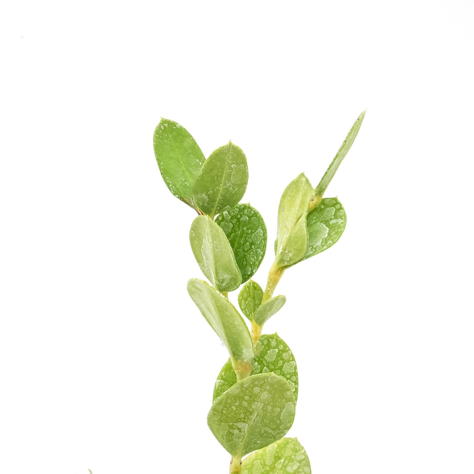 Green Carpet Natal Plum in 3.5″ Nursery Cubes | Carissa ‘Green Carpet’ Plants