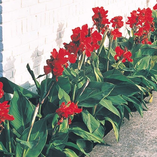 Red Canna Lily ‘President’ Rhizomes – Striking Tropical Blooms – 1-rhizome