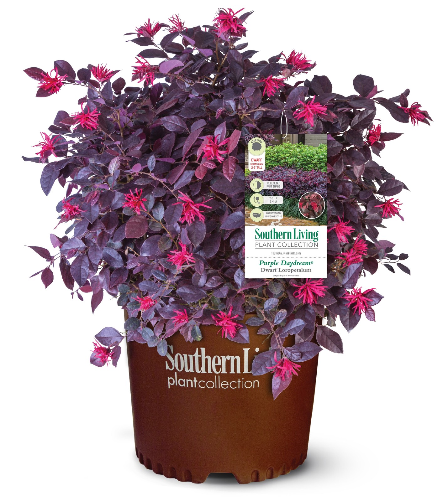 Purple Daydream Loropetalum Live Shrub in 2.5-Quart Grower Pot