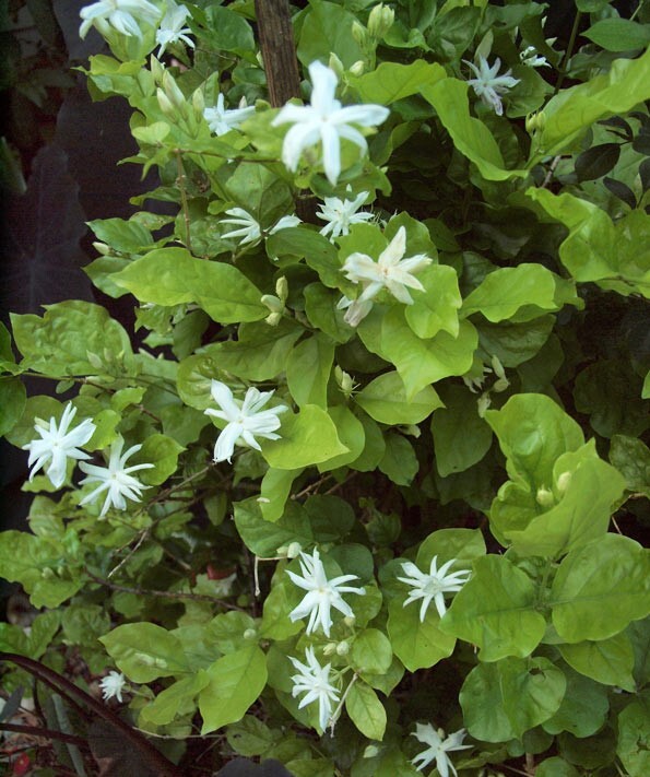 4″ Pot “BELLE OF INDIA JASMINE”~~Jasminum Sambac Double~Intensely Fragrant