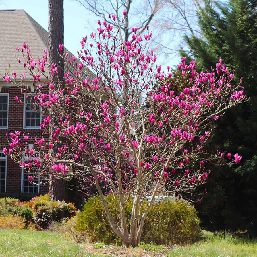 Ann Magnolia Tree/Shrub, Live Plant, 6–12″ Tall in 2.5″ Pot, No Ship AK, HI, PR