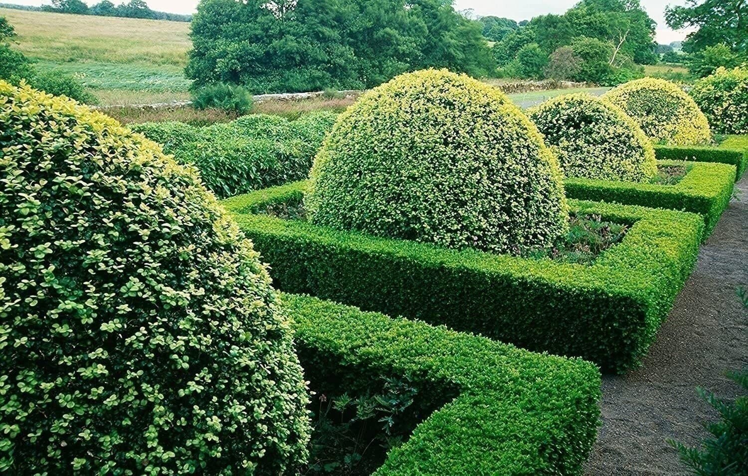 Boxwood Japanese | 4 Inch | Buxus microphylla | Formal Hedge | Evergreen Plant